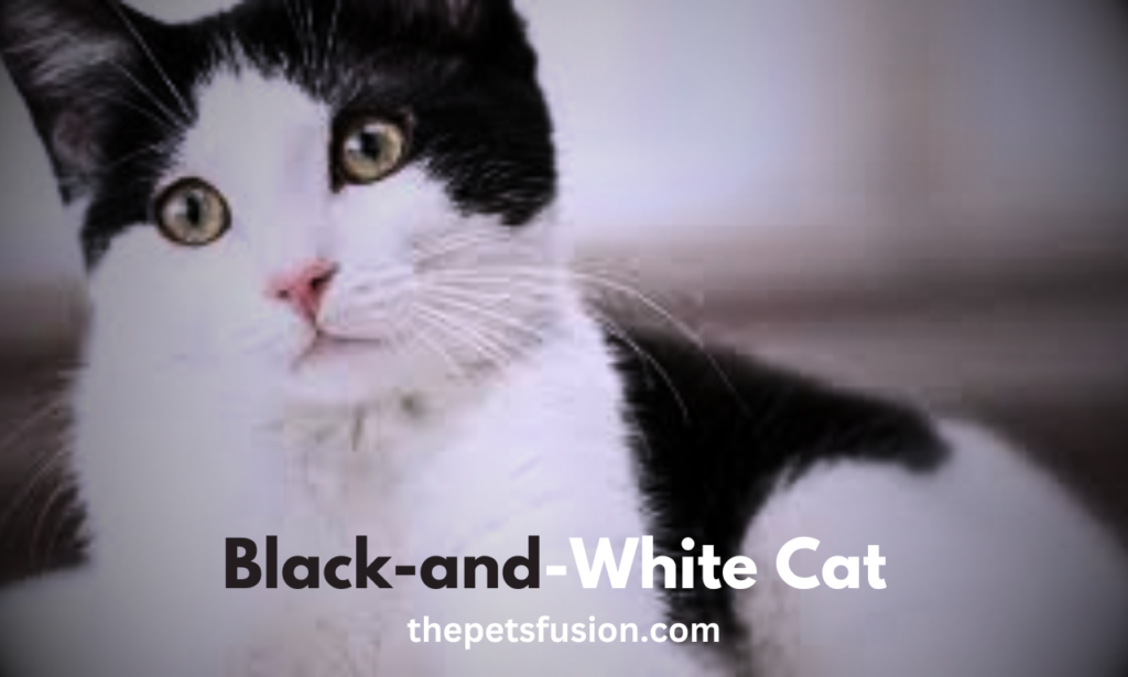 Creative Black and White Cat Names