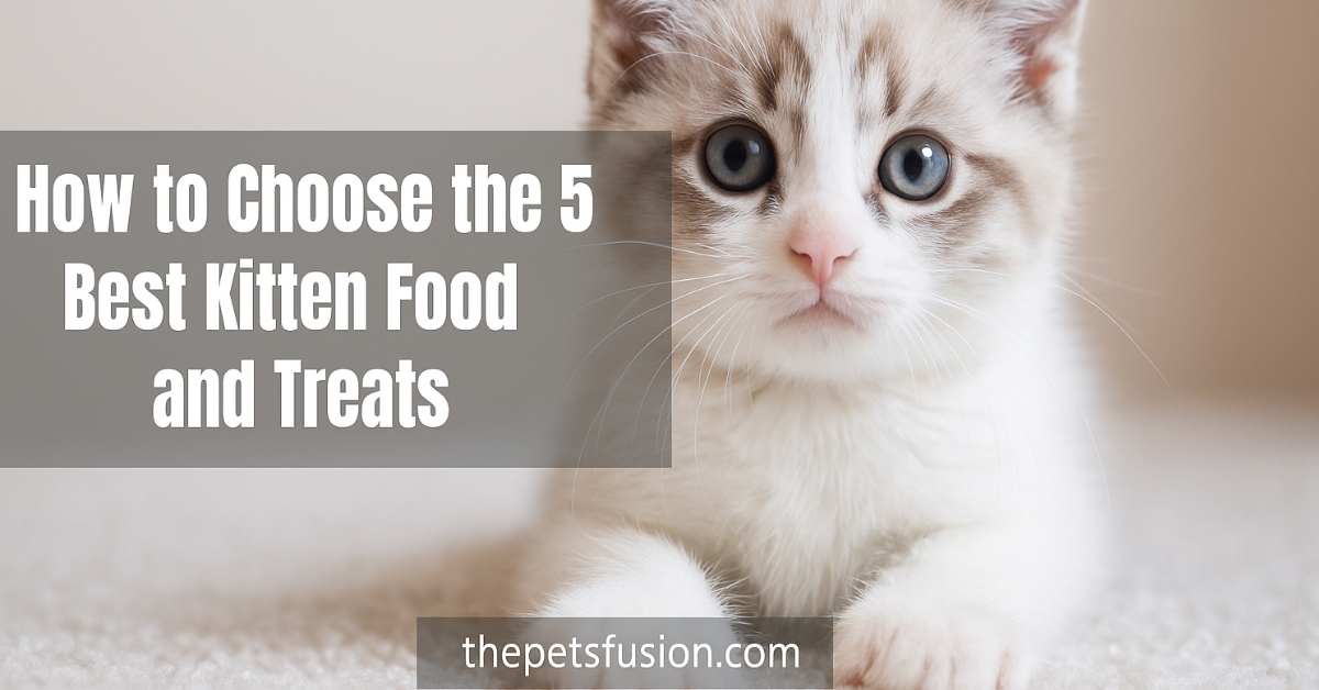 how to choose the 5 best kitten food and treats