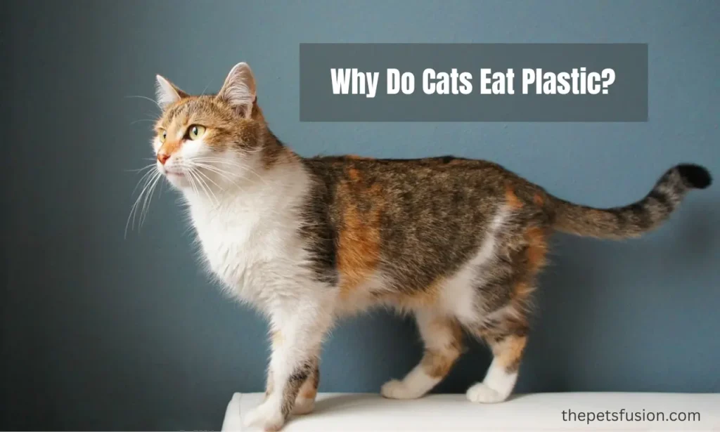 why do cats eat plastic?