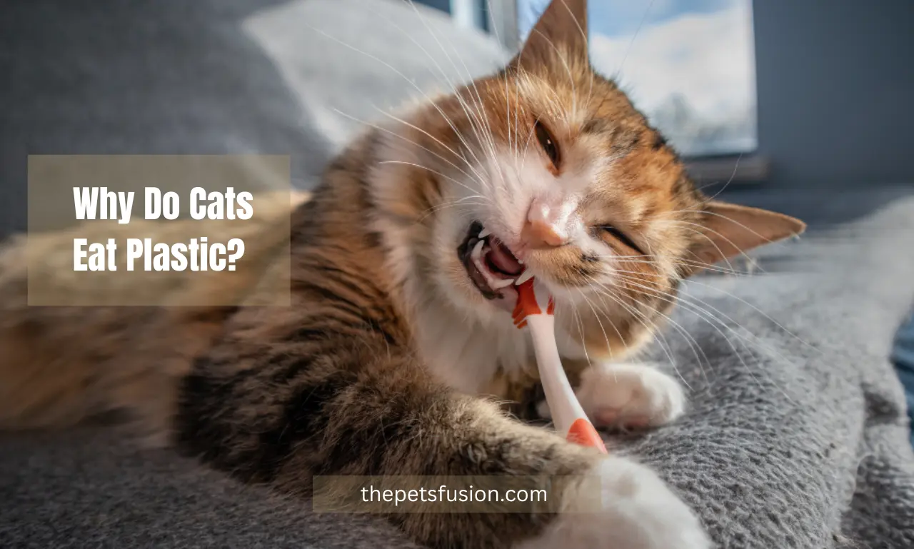 why do cats eat plastic?