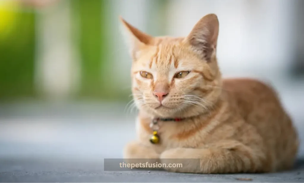 Why Do Cats Loaf? The Adorable Habit Every Owner Loves!