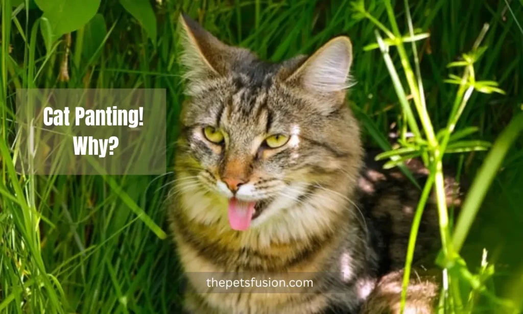 Why Do Cats Pant? 5 Surprising Reasons & When to Worry