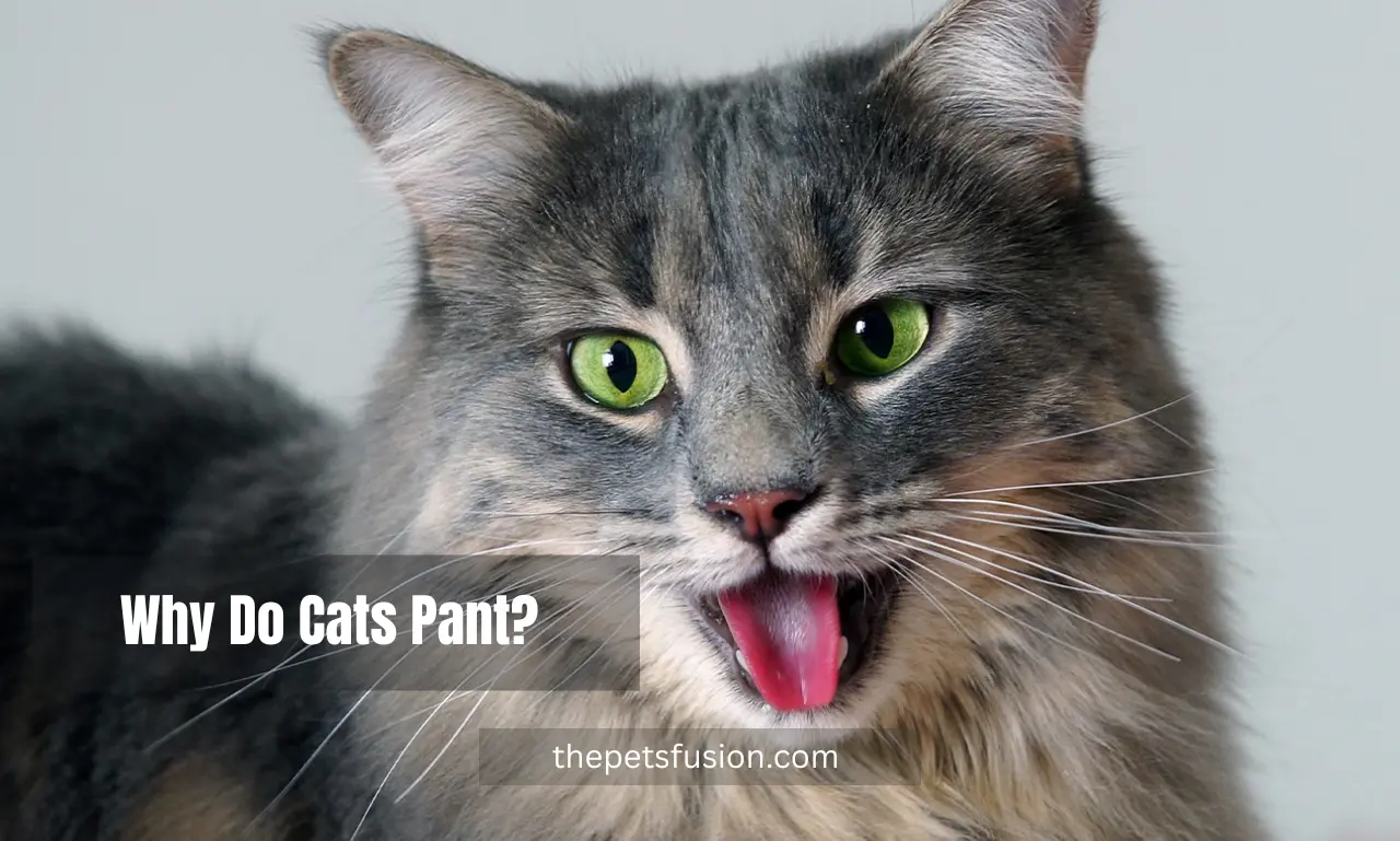 Why Do Cats Pant? 5 Surprising Reasons & When to Worry