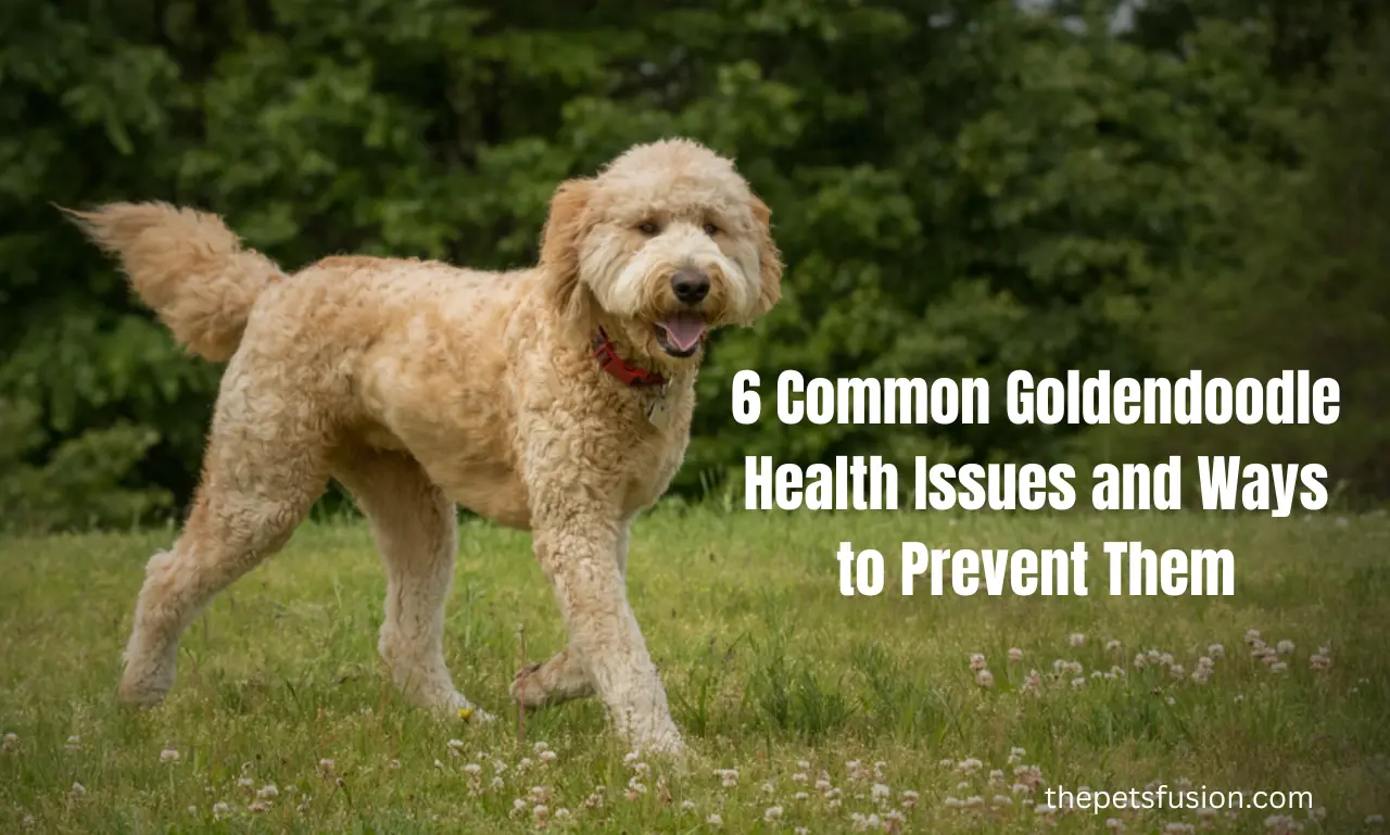 6 Common Goldendoodle Health Issues and Ways to Prevent Them