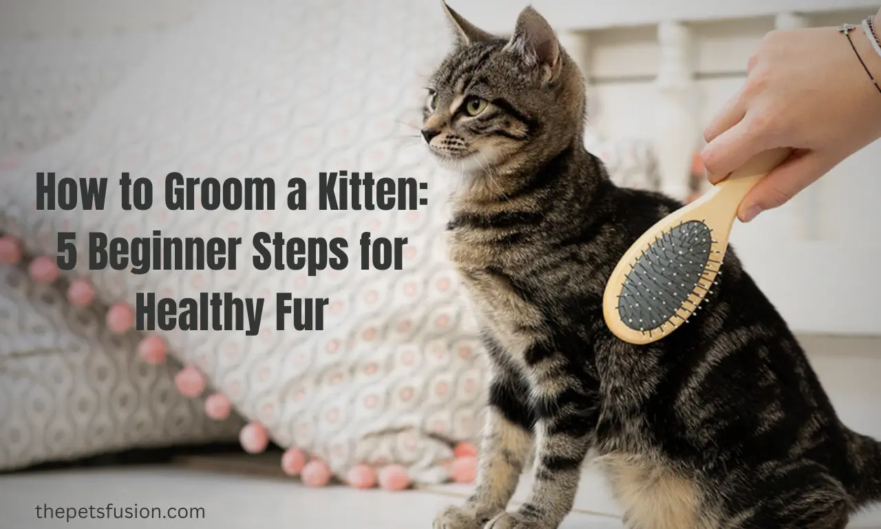 How to Groom a Kitten: 5 Beginner Steps for Healthy Fur