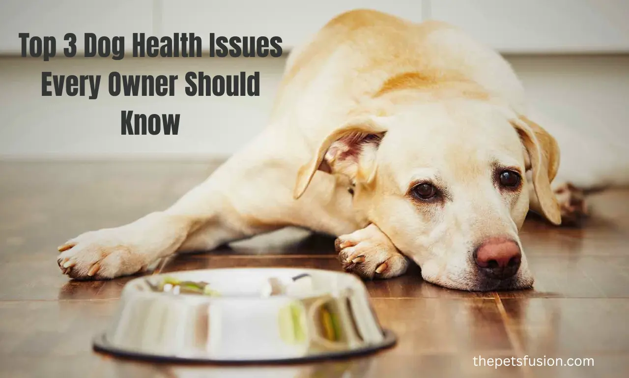 Top 3 Dog Health Issues Every Owner Should Know