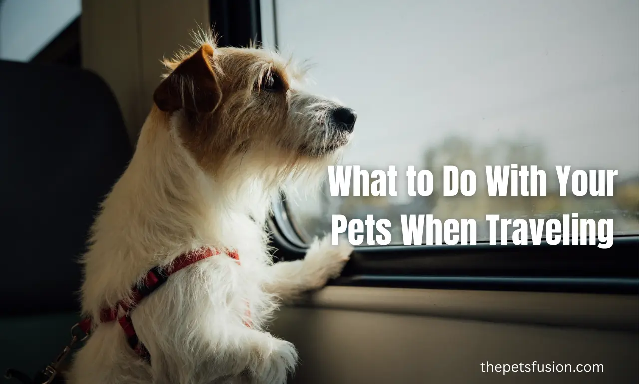 What to Do With Your Pets When Traveling: Essential Guide