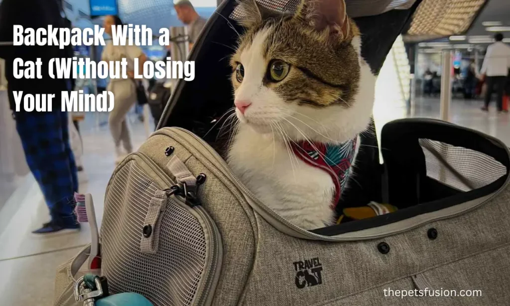 Adorable Backpacks With Cats