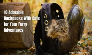 10 Adorable Backpacks With Cats for Your Furry Adventures