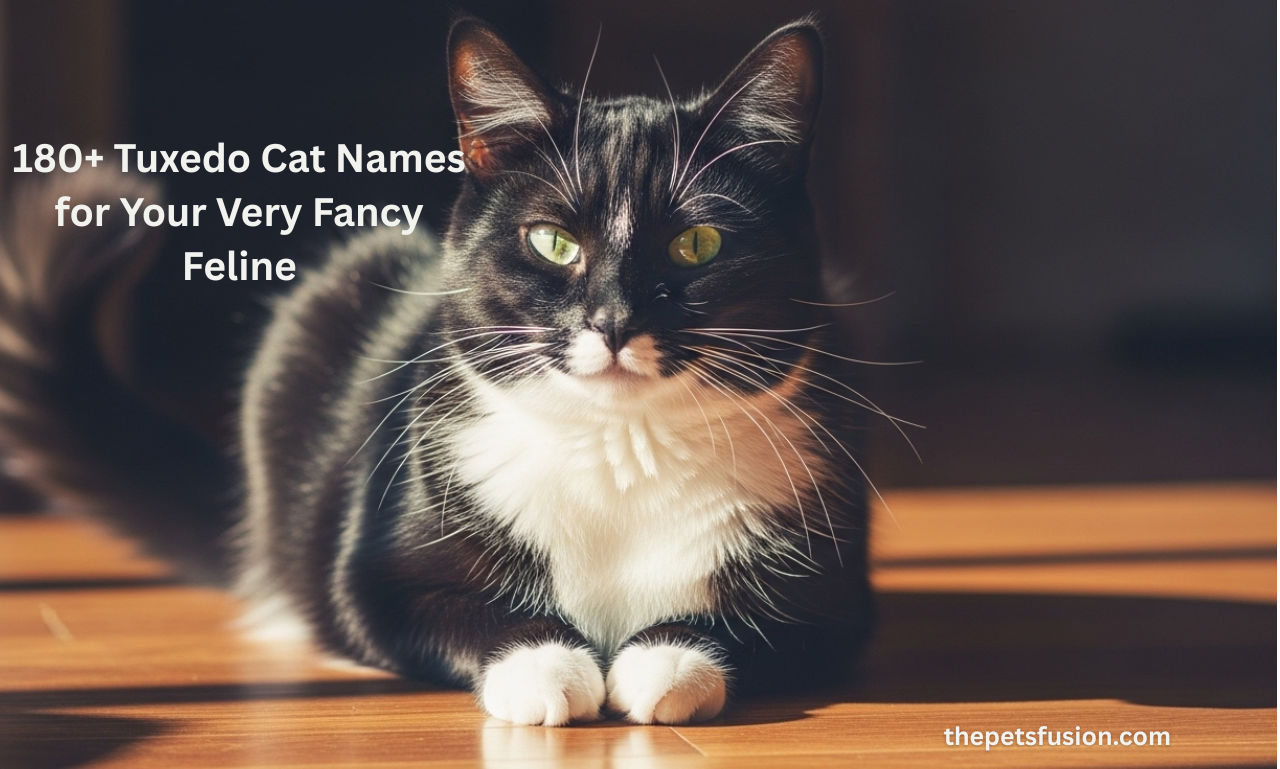 180+ Tuxedo Cat Names for Your Very Fancy Feline