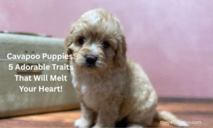 Cavapoo Puppies: 5 Adorable Traits That Will Melt Your Heart!
