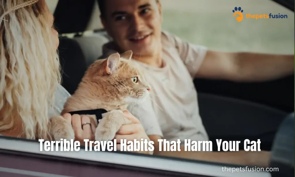 Girl Cat Names: 3 Terrible Travel Habits That Harm Your Cat