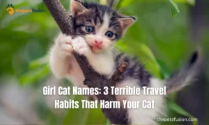Girl Cat Names: 3 Terrible Travel Habits That Harm Your Cat