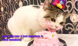 Super Kitty Cake 5 Toxic Ingredients To Avoid Immediately