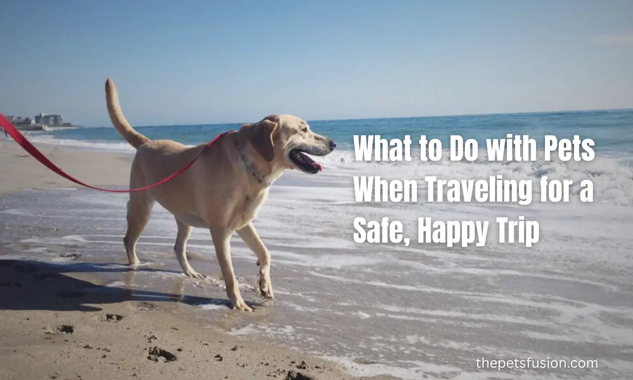 What to Do with Pets When Traveling for a Safe, Happy Trip