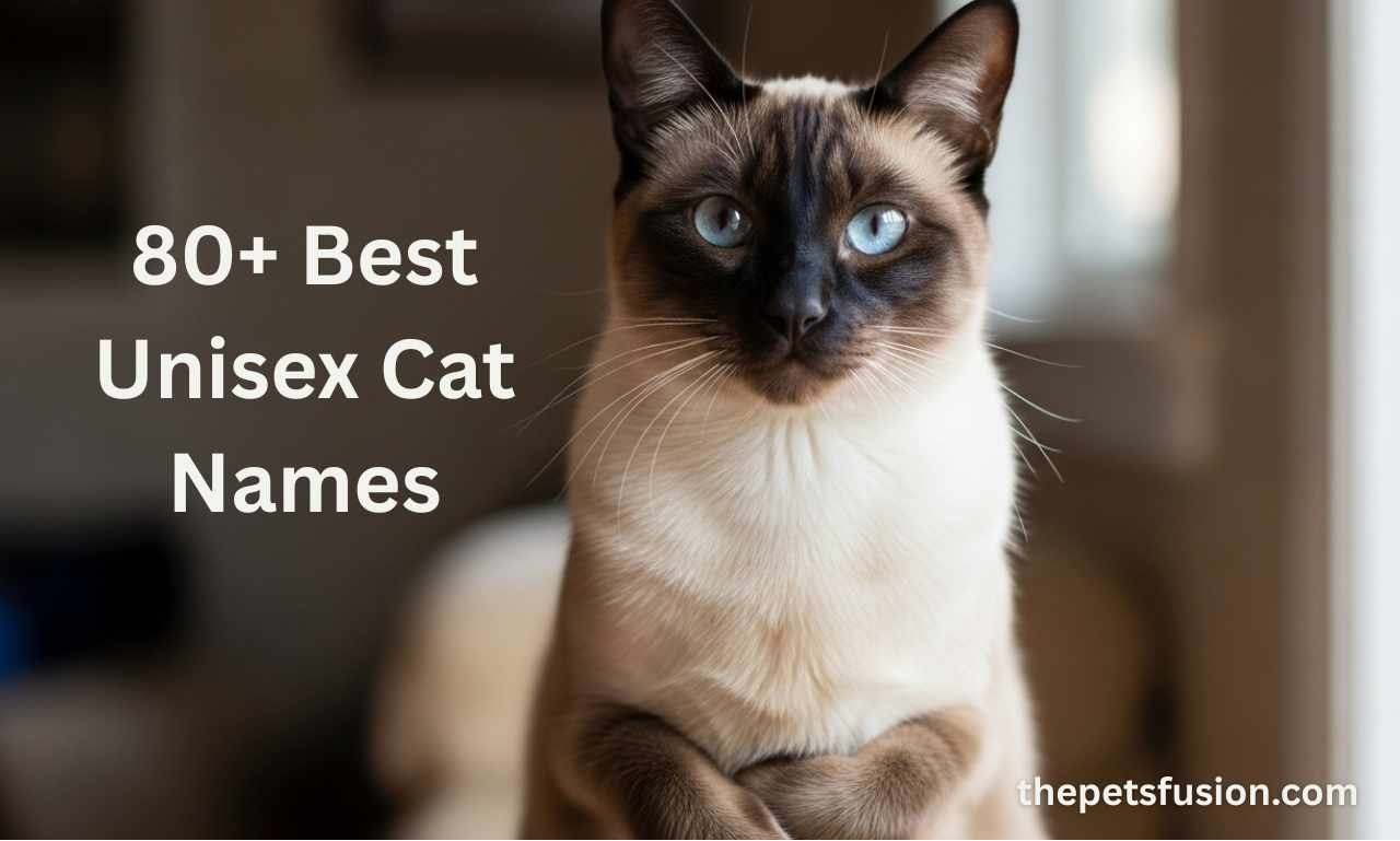 80+ Best Unisex Cat Names: Cute, Unique & Gender-Neutral Ideas